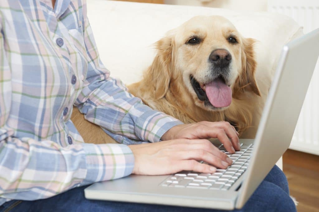 Person registering a dog online