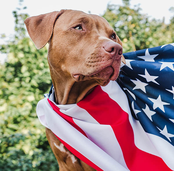 us-service-animals-psd-training